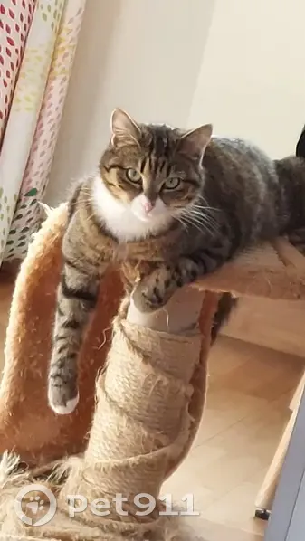 Chatte tigrée perdue à La Jarrie - photo