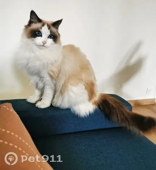Chatte Ragdoll disparue à Rueil-Malmaison - photo