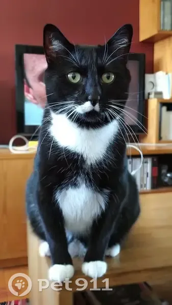 Chat perdu : Miki, noir et blanc, Créteil - photo