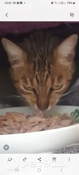 Chatte tigre disparue à Saint-Germain-d'Esteuil - photo