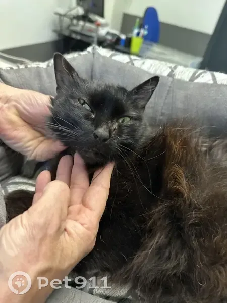 Chatte noire angora empoisonnée trouvée au Teil - photo