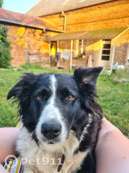 Chien malade disparu à Vieux-Rouen-sur-Bresle - photo