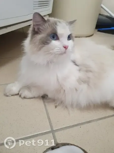 Ragdoll trouvé Rue Blanche Pierre, Juziers - photo
