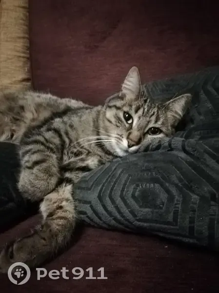 Chat gris tigré perdu à Orléans - photo