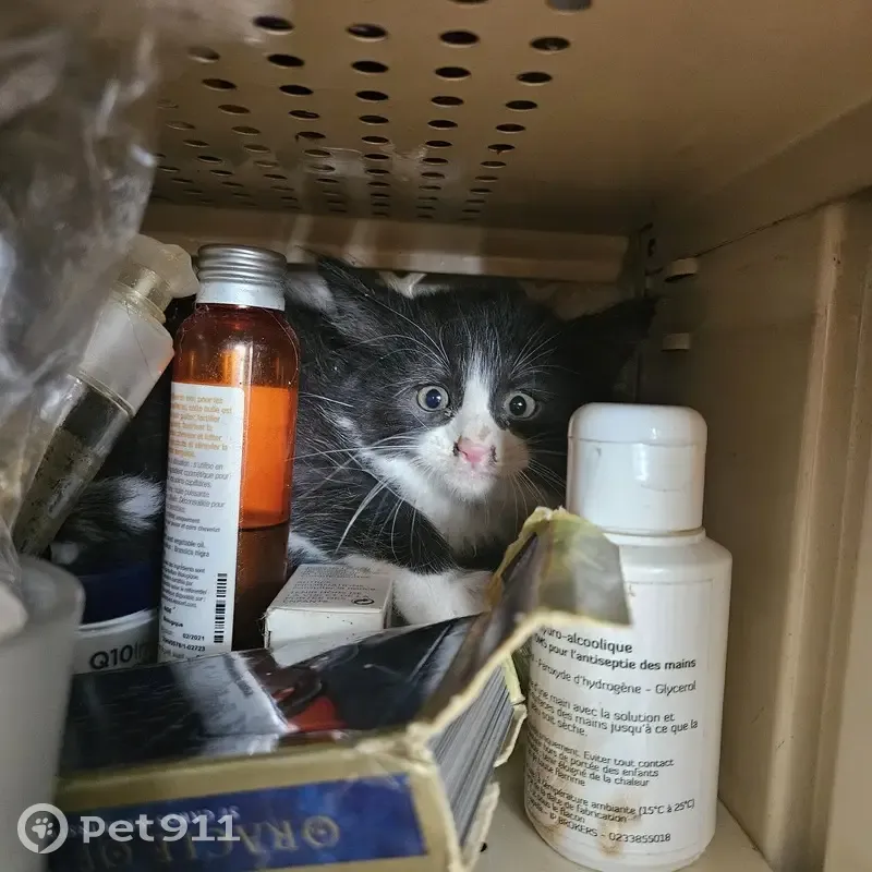 Chatonne trouvée à Mallièvre, contactez-nous - photo