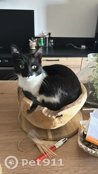 Chat noir et blanc perdu à Sotta - photo