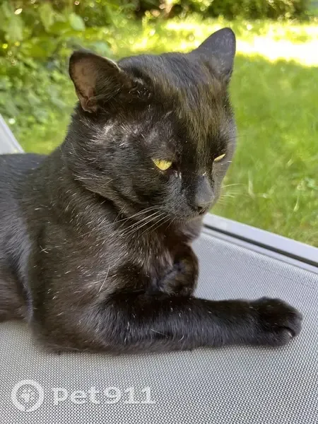 Chat noir mâle trouvé à Annecy, Renoir - photo