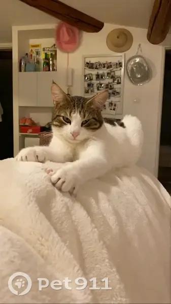 Chat mâle perdu, Lotissement Aiguebelle, 13 - photo