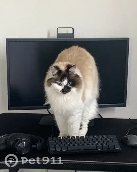 Chat disparue le 23 juin à Nemours - photo