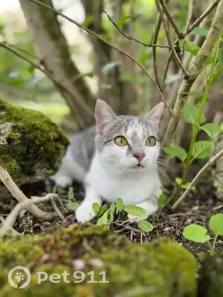 Chatte tigrée disparue à Villeneuve-sur-Allier - photo