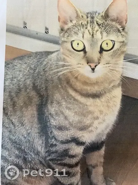 Chatte tigrée disparue à Clamart, aide urgente - photo