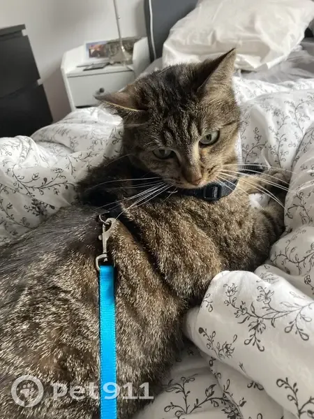 Chat perdu à Rouen : Ollie, harnais bleu - photo