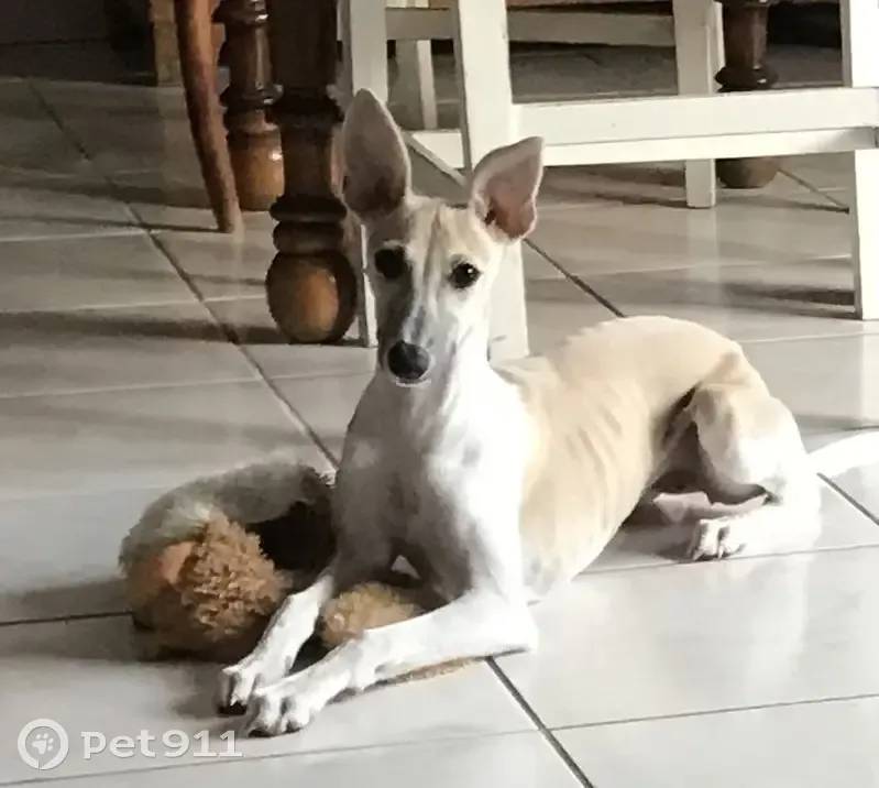 Chien perdu: Whippet femelle 16 mois à Albi - photo