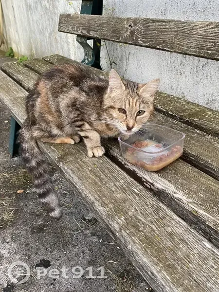 Chat tigré affamé trouvé Rue Jean Moulin - photo