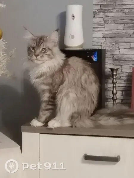 Chat Maine Coon gris-blanc perdu à Durtal - photo
