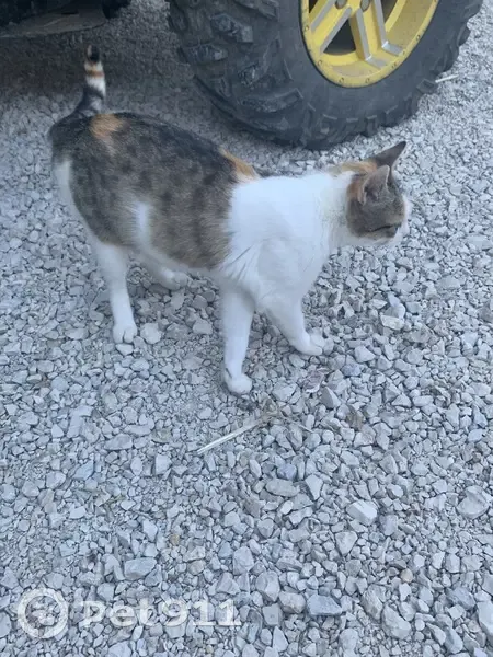 Chat errant trouvé, femelle tigrée, Grande Rue - photo