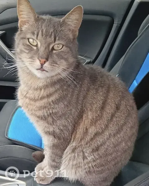 Chat gris Roméo perdu, Rue des Chênes 7 - photo