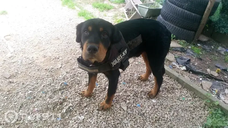 Chien perdu: Shar Pei croisé, 8 mois, collier bleu - photo