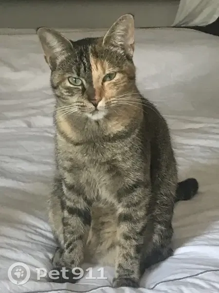 Chatte tigrée bicolore perdue à Valence - photo