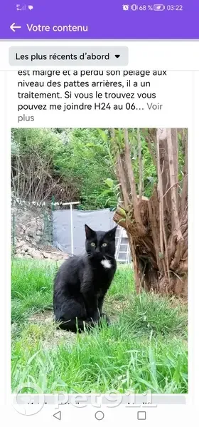 Chat noir et blanc perdu à Puymaurin - photo