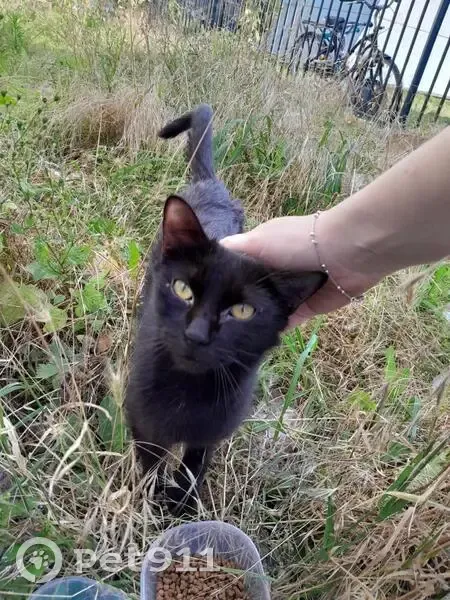 Chatte noire trouvée à Noisy-le-Grand - photo