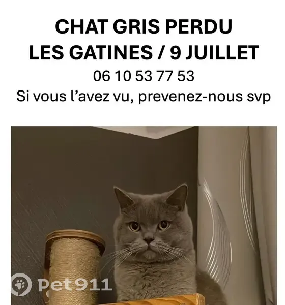 Chat gris perdu rue Henri Matisse, Plaisir - photo
