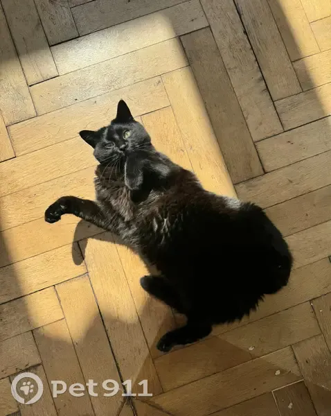Chat noir disparu à Tourcoing, Rue Faidherbe - photo