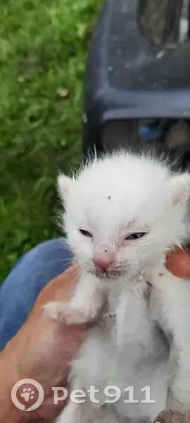 Urgent: Chatons malades à Metz cherchent aide - photo