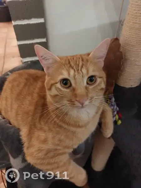 Chat perdu à Aulnay-sous-Bois : SIMBA - photo