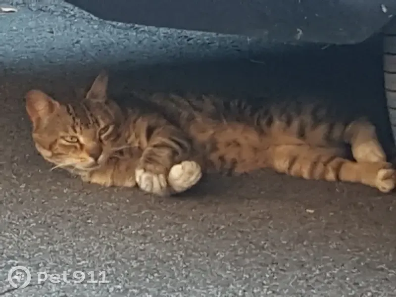 Chat mâle tigré trouvé rue Palassou, Pau - photo
