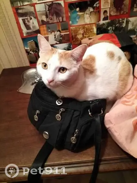 Chat perdu après incendie à Noisy-le-Grand - photo
