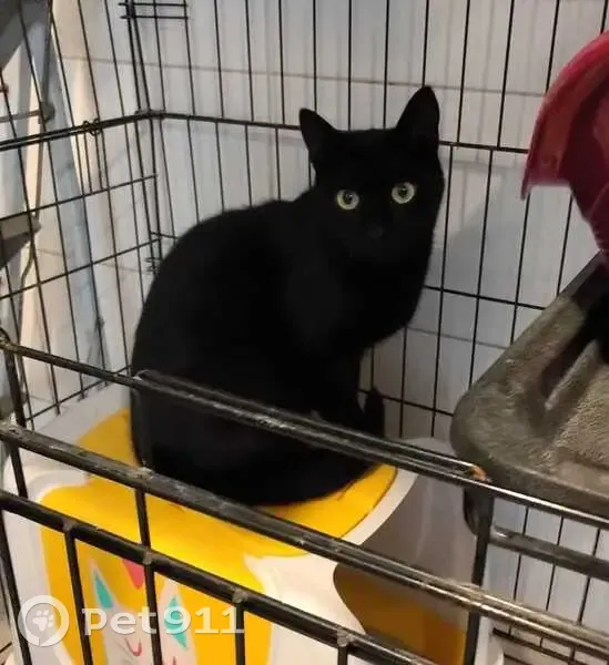 Chat noir perdu à Nantes, Rue du Bois Hardy - photo