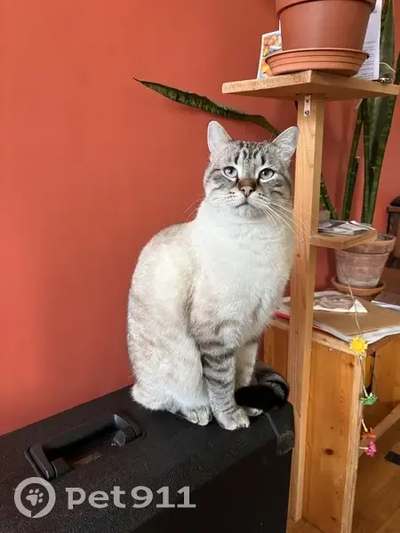 Chat blanc aux yeux bleus perdu à Lyon - photo