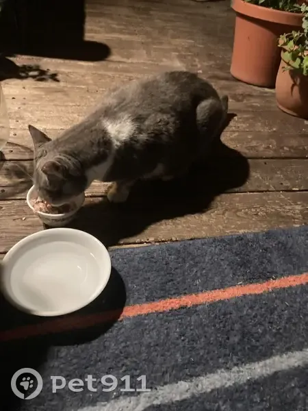 Lost Cat on Cottage St: Seeking Owner - photo