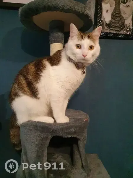 Chat 1 an perdu, blanc et tigré, Flers - photo