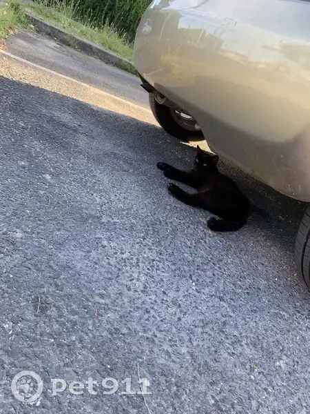 Chat errant trouvé près de la médiathèque - photo
