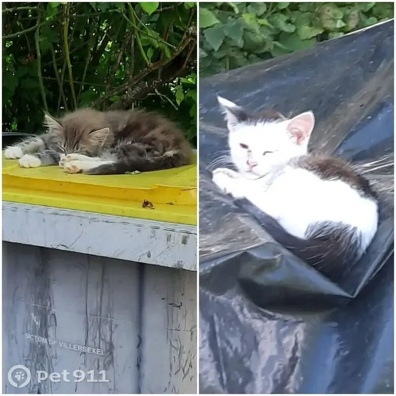 Deux chatons trouvés rue Saint-Hubert en avril - photo