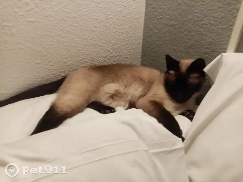 Aidez à retrouver Biscotte, chatte siamoise - photo