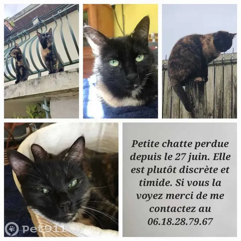 Chatte écaille 2 ans disparue à Pauillac - photo
