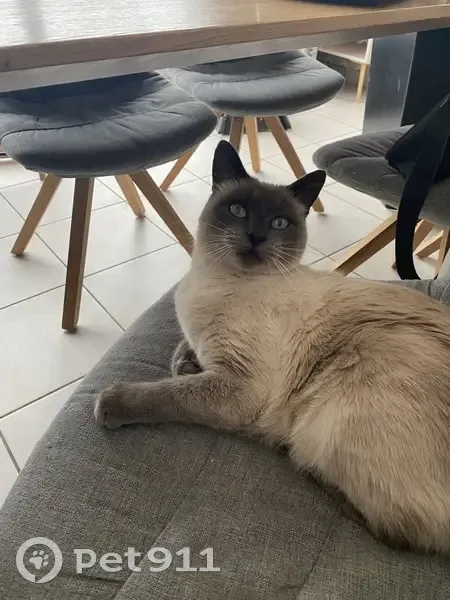 Chat Siamois âgé disparu à La Muraz - photo