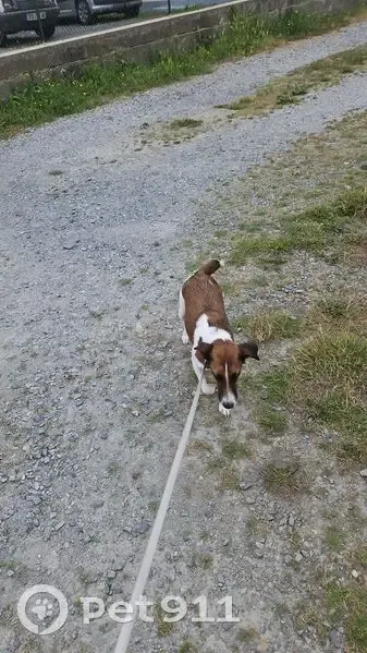 Jack Russel femelle trouvée à Vigneux-de-Bretagne - photo