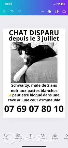 Chat perdu Avenue Jean Lolive, Pantin - photo