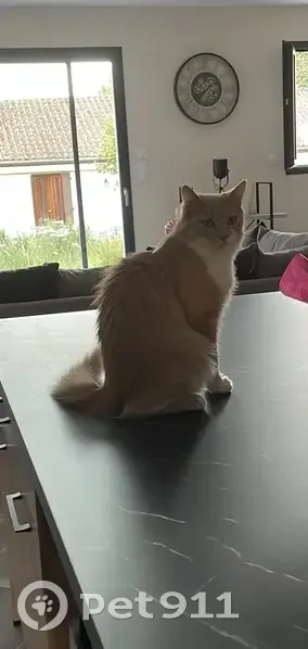 Chat européen roux et blanc disparu - photo