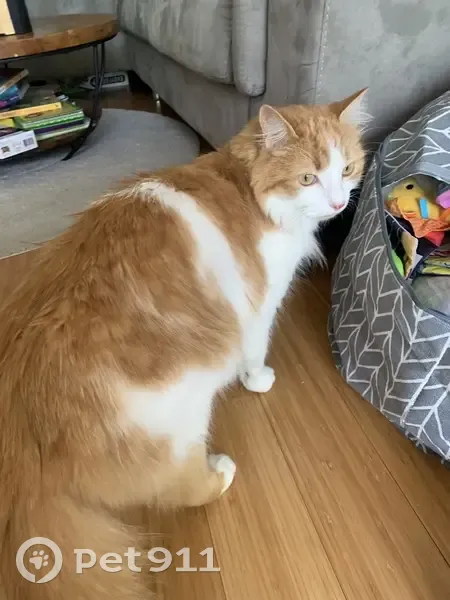 Chat roux et blanc perdu à Arcueil - photo