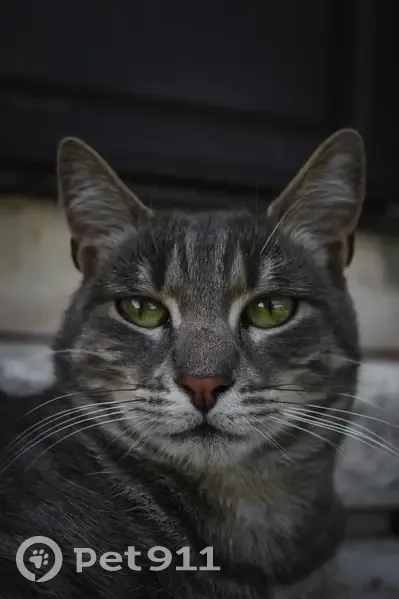 Chat gris tigré perdu à Rosay-sur-Lieure - photo