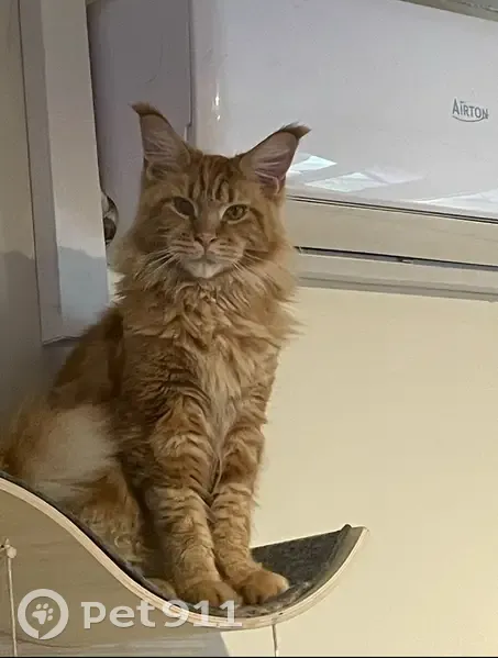 Alerte : Chat Maine Coon Roux Disparu à Bédarrides - photo