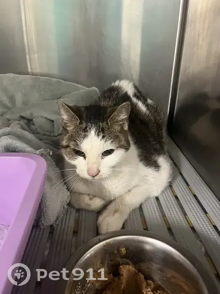 Chat trouvé Rue Marguerite Renaudin, Sceaux - photo