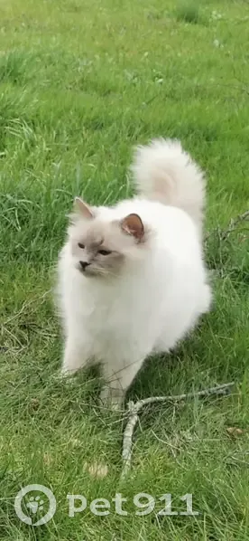 Chat Sacré de Birmanie blanc perdu, Villiers - photo