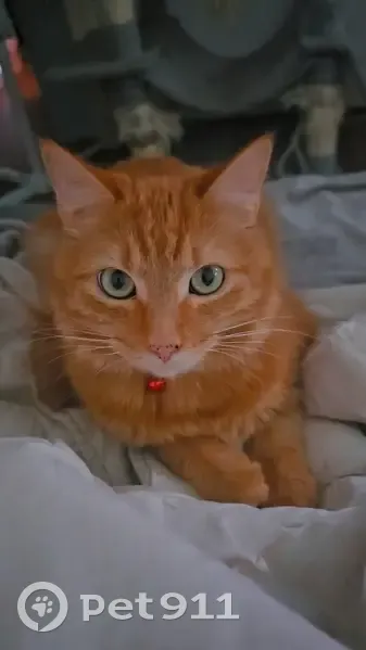 Chat angora roux disparu à Nantes Boissière - photo