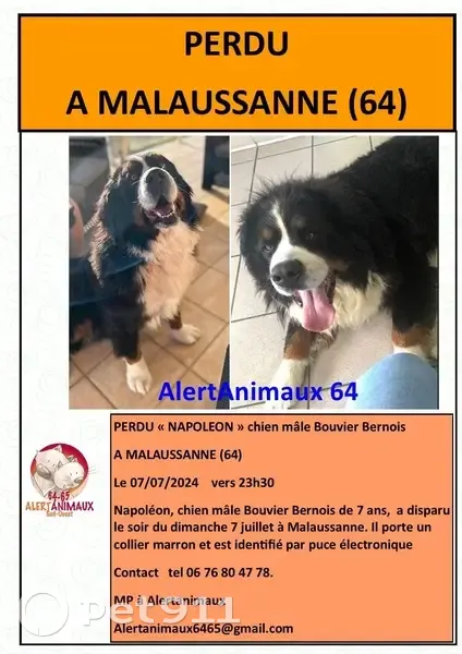 Chien perdu à Malaussanne, route de Bourg - photo
